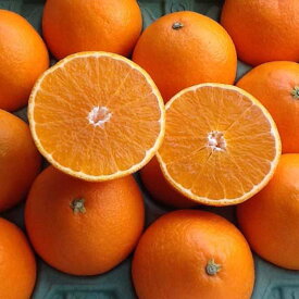 愛媛 中島産 まどんな 贈答用 10kg サイズL〜3L 紅まどんなと同品種 お歳暮 愛媛果試第28号 愛媛百貨店