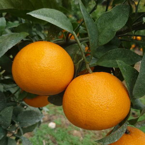 Q Y vZX 󂠂 1kg gvZXƓi g܂ǂȂƊÕ̌z Qʎ48 48 ͂邠