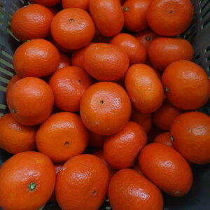 ���Q �����Y �݂͂� �����p 10kg �݂��� �m�[���b�N�X �h���ܕs�g�p �T�C�YM�`2L ���Q�S�ݓX