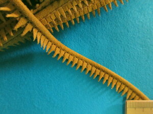 XG[hpCsOi1cm 10mjZJV