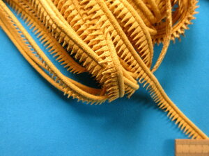 ݌ɏXG[hpCsOJVi1cm@10mj