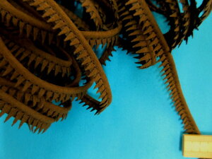 ݌ɏXG[hpCsOZi1cm@10mj