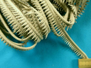 ݌ɏXG[hpCsOx[Wi1cm@10mj