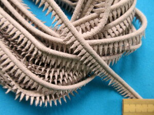 ݌ɏXG[hpCsOO[i1cm@10mj