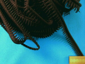 ݌ɏXG[hpCsOZRQi1cm@10mj