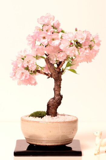 楽天市場 21年春開花 一才桜 高級信楽焼ブラウン色 さくら盆栽 旭山桜 自宅でお花見 卓上盆栽ぴったり 桜盆栽 母の日ギフト母の日プレゼントに 一才桜 モダン盆栽 盆栽 桜 盆栽 和モダン インテリア盆栽 桜 盆栽母の日ギフト 桜盆栽 モダン盆栽 中村屋