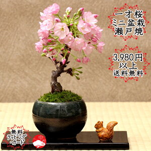 一才桜 盆栽の通販 価格比較 価格 Com