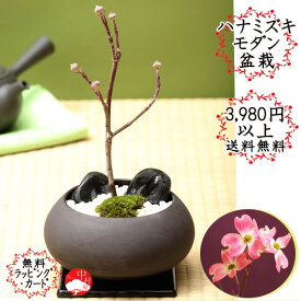 楽天市場 ハナミズキ 盆栽の通販