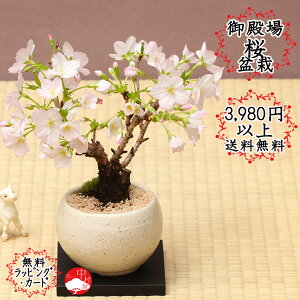 ミニ盆栽 桜 盆栽 植木の人気商品 通販 価格比較 価格 Com