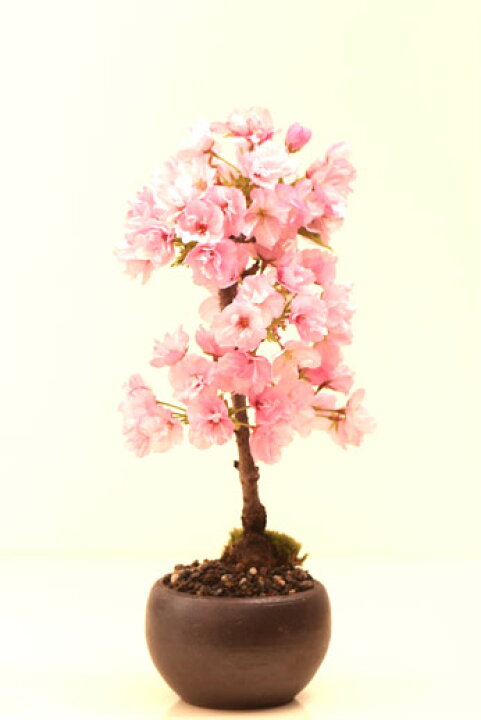 楽天市場 22年春開花 送料無料受皿付 一才桜 さくら盆栽 カッコイイ瀬戸焼5色 旭山桜 自宅でお花見 卓上盆栽ぴったり 桜盆栽 モダン盆栽 さくら盆栽 サクラ盆栽 和モダン インテリア盆栽 盆栽正月 迎春ギフト 盆栽 室内で桜盆栽 モダン盆栽 中村屋