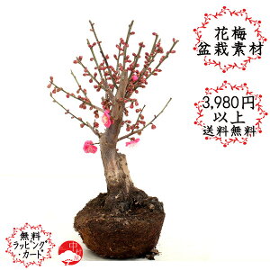 紅梅 盆栽 植木の通販 価格比較 価格 Com 紅梅 盆栽 植木の通販 価格比較 価格 Com
