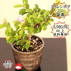 植木 盆栽 睡蓮の人気商品 通販 価格比較 価格 Com