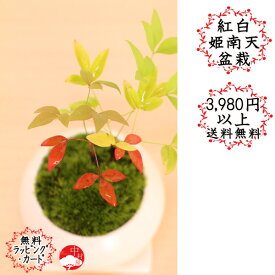 楽天市場 南天 盆栽の通販