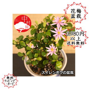 睡蓮 花 植木 盆栽の人気商品 通販 価格比較 価格 Com