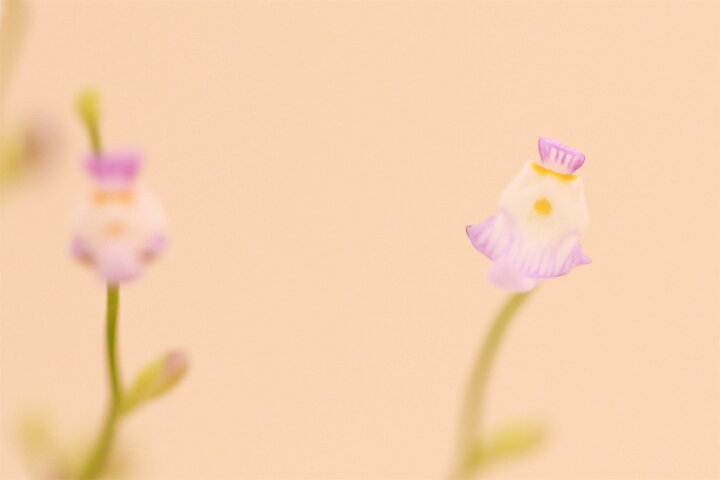 楽天市場 クリオネゴケ盆栽 信楽焼鉢の苔盆栽 山野草食虫植物 可愛い苔 お正月 迎春ギフト正月 迎春プレゼントに 室内盆栽 モダン盆栽 中村屋 楽天市場 クリオネゴケ盆栽 信楽焼鉢の苔盆栽 山野草食虫植物 可愛い苔 お正月 迎春ギフト正月 迎春プレゼントに 室内盆栽 モダン盆栽 中村屋