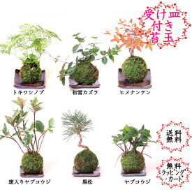 楽天市場 苔玉 松 種類 植物 苔玉 の通販 楽天市場 苔玉 松 種類 植物 苔玉 の通販