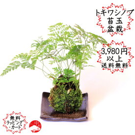楽天市場 苔玉 育て方 トキワシノブの通販