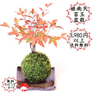 植木 盆栽 南天 苔玉の通販 価格比較 価格 Com