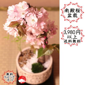 楽天市場 盆栽 桜 室内の通販