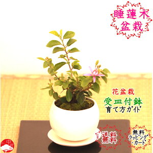 睡蓮 花 植木 盆栽の人気商品 通販 価格比較 価格 Com 睡蓮 花 植木 盆栽の人気商品 通販 価格比較 価格 Com