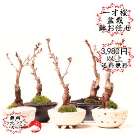 楽天市場 盆栽 桜 室内の通販