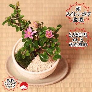 植木 盆栽 睡蓮の人気商品 通販 価格比較 価格 Com