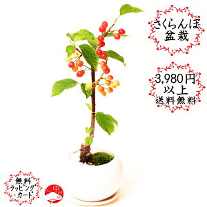 【春開花】さくらんぼ盆栽　サクランボのまんまる鉢盆栽　かわいい花と赤い実が沢山つきますの盆栽　おしゃれなギフトプレゼントに