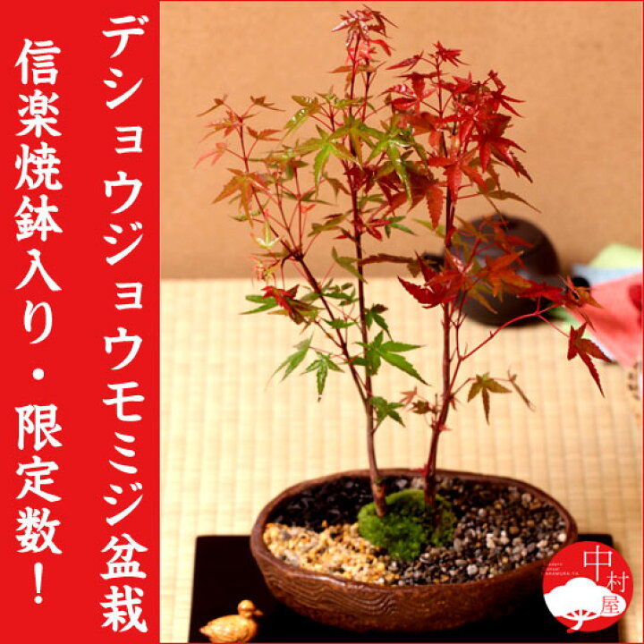楽天市場 デショウジョウモミジ盆栽 二本立ち 出猩々もみじ 敬老の日ギフトプレゼントに モダン盆栽 中村屋
