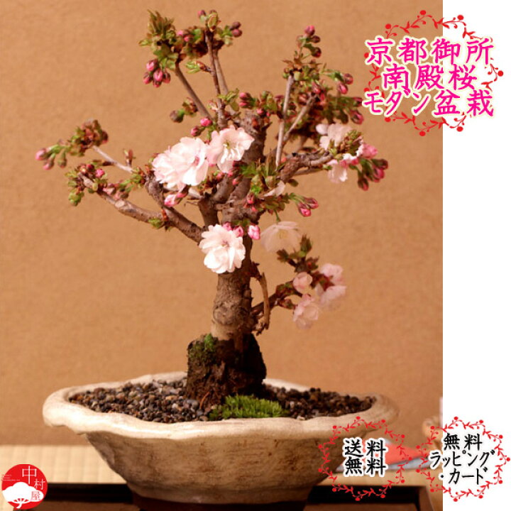 楽天市場 22開花 京都御所の八重桜 南殿桜ナデン 盆栽 平鉢 自宅でお花見 さくら盆栽母の日 敬老 おしゃれなプレゼント母の日 敬老 ギフトにも モダン盆栽 中村屋