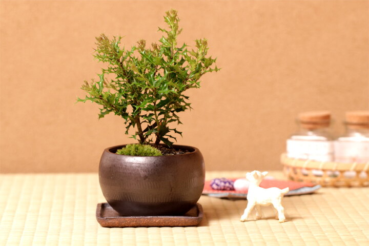 代引可 ミニ盆栽 姫柊 ヒメヒイラギ モダン鉢 受け皿付き 姫ヒイラギひめひいらぎ魔除けの樹縁起bonsai