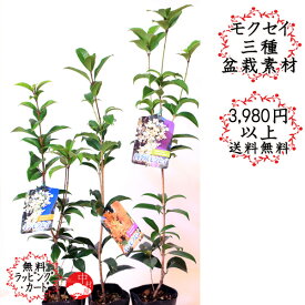 楽天市場 キンモクセイ 盆栽の通販