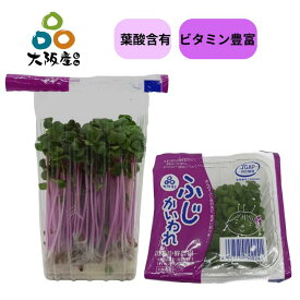 【 スプラウト 大阪産(もん) 】ふじ かいわれ かいわれ大根 20パック 紅大根の新芽 葉酸 含有 栄養価の高い 無着色 発芽野菜 産地直送 大阪府産 無農薬栽培 薬味 サラダ におススメ マヨネーズと合わせると辛みがマイルドに さっと茹でるともっと食べやすい 中野農園