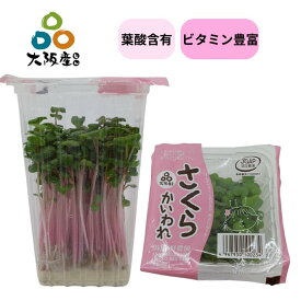 【 スプラウト 大阪産(もん) 】 さくら かいわれ かいわれ大根 20パック 紅大根の新芽 スプラウト 葉酸 含有 栄養価の高い 発芽野菜 産地直送 大阪府産 無農薬栽培 無着色 薬味 サラダ におススメ かわいい ピンクの カイワレ大根 味は普通のカイワレ大根と同じです 中野農園