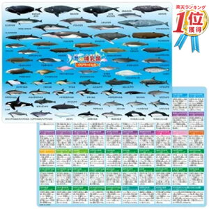 y1000~|bL! zC̚M 60 ~ ( H210×W297mm ) A4TCY NW CJ CXg w q j ObY a av[g  |Cg hV̓ 2023 