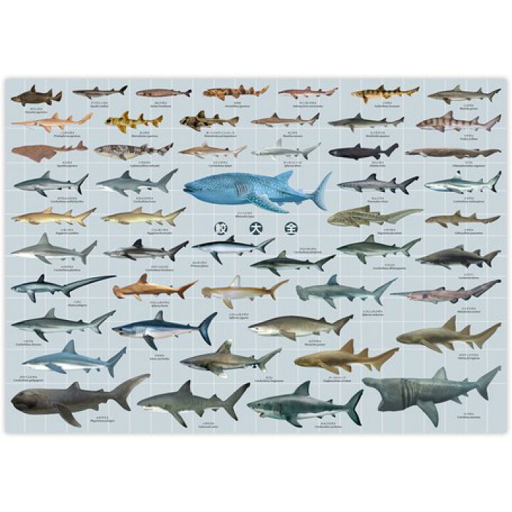 楽天市場 お風呂に貼れる 迫力の特大ポスター 鮫大全 ポスター H594 W841mm A1サイズ サメ さめ シャーク 水族館 魚 海の生き物 生き物 子供 男 男の子 女 女の子 喜ぶ グッズ 誕生日 誕生日プレゼント クリスマス クリスマスプレゼント 21 送料無料 なかのふぁ