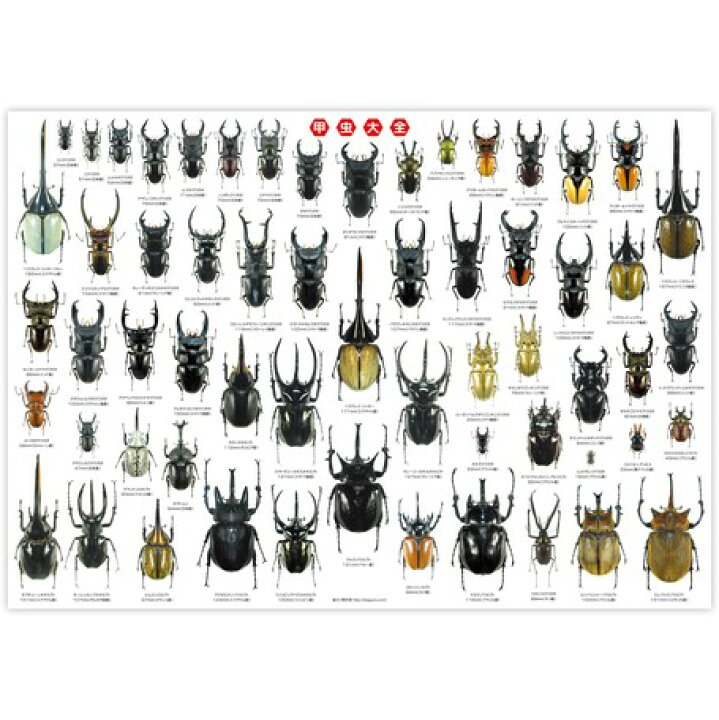 楽天市場 即日発送 あす楽 お風呂に貼れる 迫力の特大ポスター 甲虫大全 ポスター H594 W841mm A1サイズ カブトムシ クワガタ 昆虫 虫 インテリア 子供 男 男の子 女 女の子 喜ぶ グッズ 誕生日 誕生日プレゼント クリスマス クリスマスプレゼント 21 送料無料