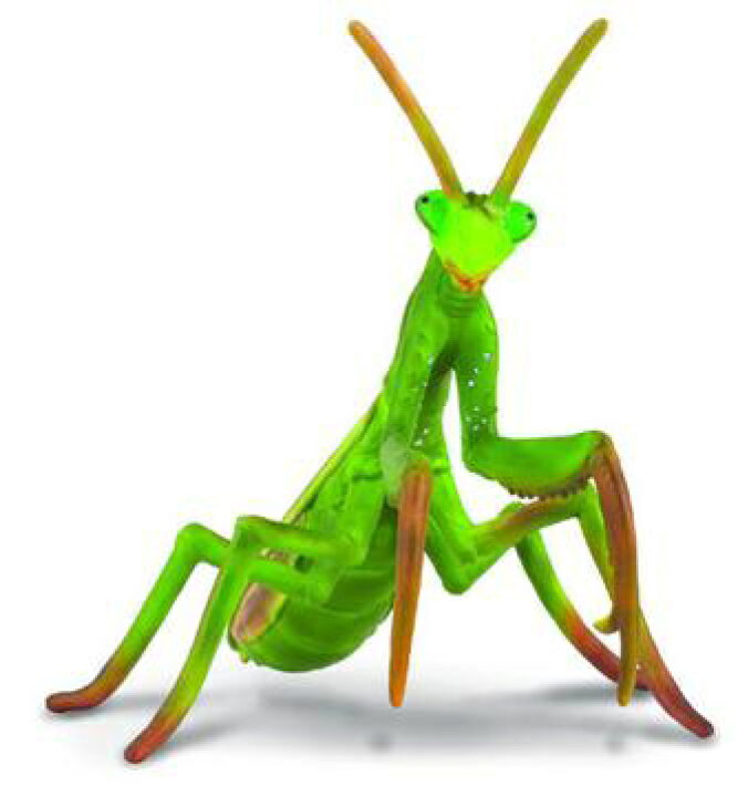 楽天市場 単品でのご購入よりも0円お得 Collecta コレクタ 人気の昆虫3点セット バッタ 852 カマキリ 851 オニヤンマ 850 各1 計3点 かまきり トンボ とんぼ ばった 虫 むし 標本 フィギュア おもちゃ セット 子供 男 グッズ あす楽 なか