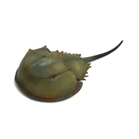 楽天市場 アメリカカブトガニの通販