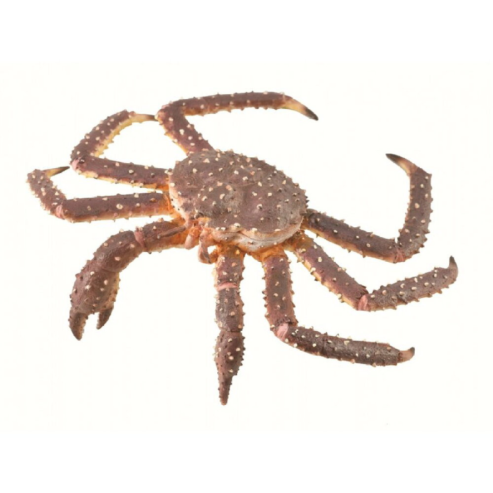 楽天市場 Collecta コレクタ 爬虫類 モロクトカゲ 753 トゲトカゲ トカゲ とかげ 蜥蜴 リザード フィギュア おもちゃ セット 子供 男 グッズ 誕生日 誕生日プレゼント お中元 21 なかのふぁくとりー 楽天市場店