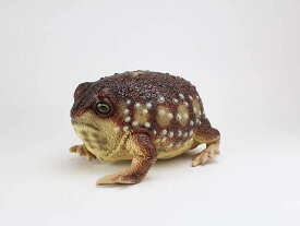 楽天市場 リアル カエル グッズの通販