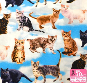 yX[p[Z[̓|Cg5{zL DAYDREAM CATiV[`Oj _ ˂110cmЁynEzzST1130110cm/3(30cm)10cmP 228204