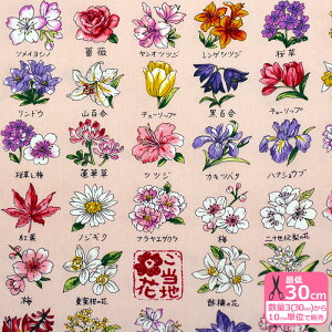 y_tf[̓|Cg10{znԕiIbNXjynEzzKOKKA YPA-51000-1 3(30cm)10cmP