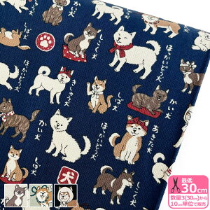 y}\̓|Cg3{zy}ӃV[Yz{}āiIbNXj Ck a  j[N Hc Č KOKKA ynEzzYPA-56030-1 3(30cm)10cmP