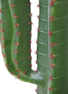 観葉植物 サボテン 大型の人気商品 通販 価格比較 価格 Com 観葉植物 サボテン 大型の人気商品 通販 価格比較 価格 Com