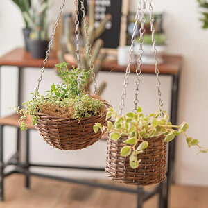 観葉植物 ハンギングバスケットの人気商品 通販 価格比較 価格 Com