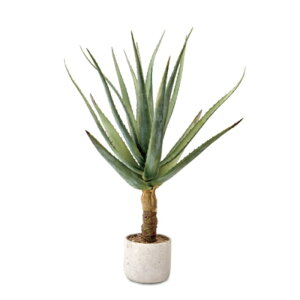 観葉植物 サボテン アロエの人気商品 通販 価格比較 価格 Com