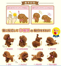 【基本宅配便送料無料】『オスト元気な仔犬トイプードルのショコラちゃん』