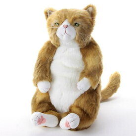Cuddly(カドリー)わさ美(Wasabi)ソメゴローの仲間にメス猫が加わりました！♪『Cuddly(カドリー)は抱きしめたいほどに可愛い！』