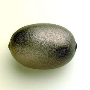 vCEbh t[cVF[J[ LEC UĊyIq܂̏ɂ