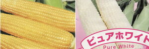 &sAzCgHהזkCĂ̌b݊Á`ɏƂ낱2LTCYyz݂炢&ysAzCgze3{v6{